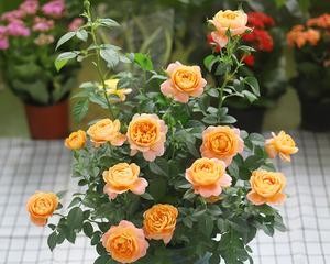 玫瑰花可以盆栽吗？盆栽玫瑰花的养护技巧是什么？