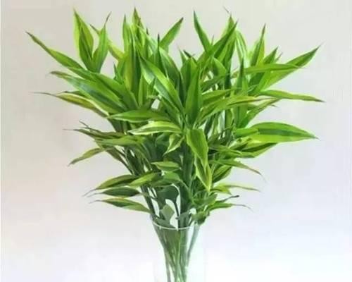 风水花卉有哪些？如何选择适合的风水植物？