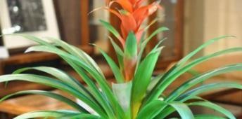 风水花卉有哪些？如何选择适合的风水植物？