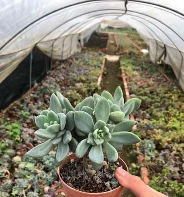 冬美人夏天养护方法是什么？如何确保其安全度夏？