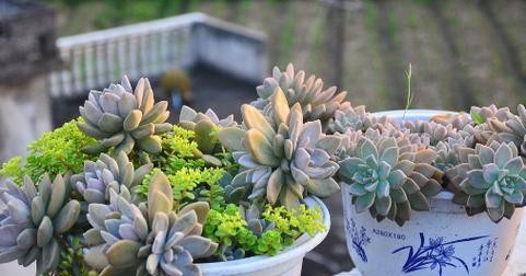 冬美人夏天养护方法是什么？如何确保其安全度夏？