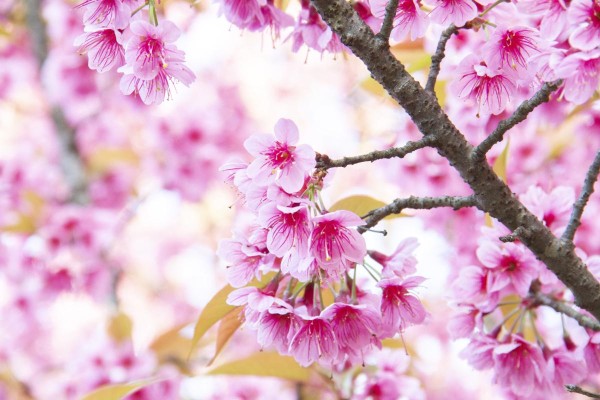 花的四季舞台：一年四季中不同花卉的开放季节