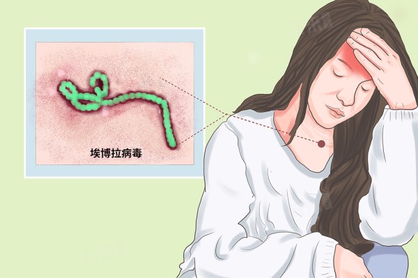 埃博拉病毒简介