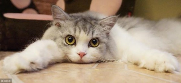 不同季节饲养喵星人的注意事项有哪些？新手猫奴看过来