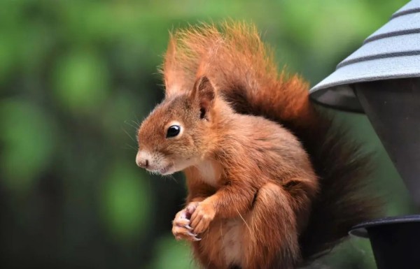 欧亚红松鼠——萌动界的天花板丨生物多样性科普