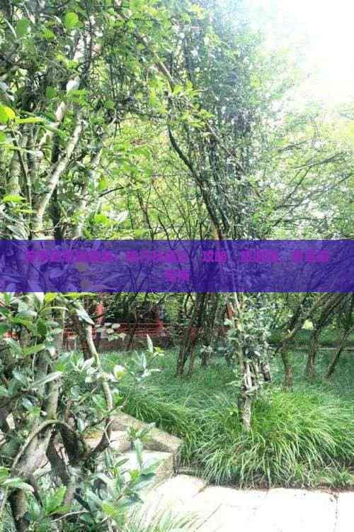 苏州到恩施旅游：旅行社报价、攻略、旅游团、自驾游指南