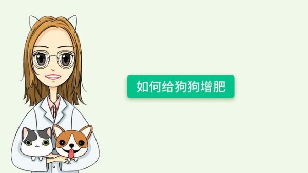 狗狗如何长膘