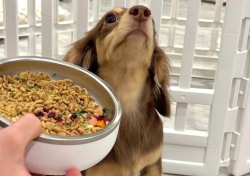 狗狗很挑食怎么办？做到这点轻松纠正狗狗不吃饭