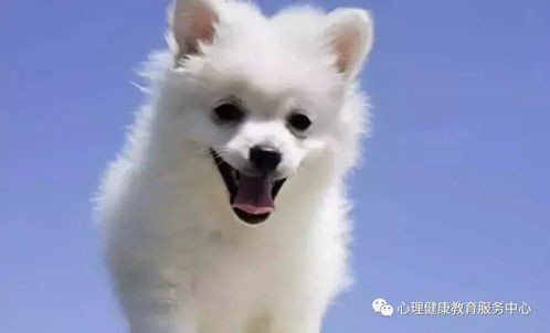 喂狗鹿肉合适吗？