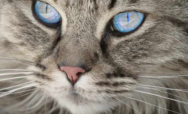 宠物寄养需求大增46%，小区物业开始接单