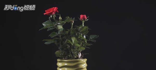 室内养月季，打造花香四溢的家居花园（让月季陪你度过每个美好的时刻）