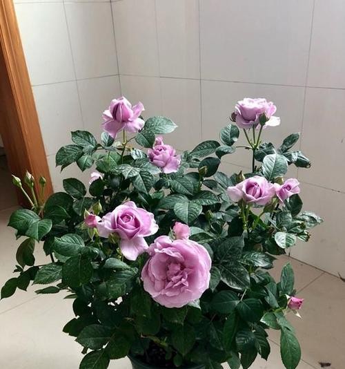 室内养月季，打造花香四溢的家居花园（让月季陪你度过每个美好的时刻）