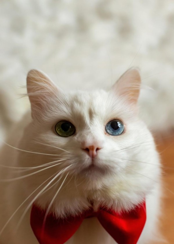 给您一些关于宠物猫的饲养建议？宠物主必看！