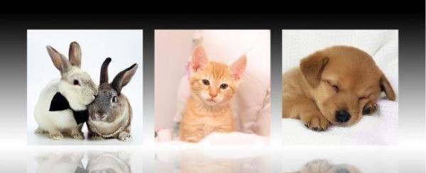 怎样合理饲养宠物