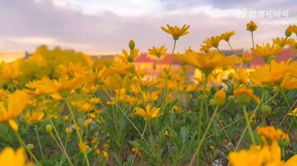 做个内心阳光的人， 不忧伤， 不心急