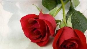 感恩节送什么花？表示感恩的花有哪些花语？