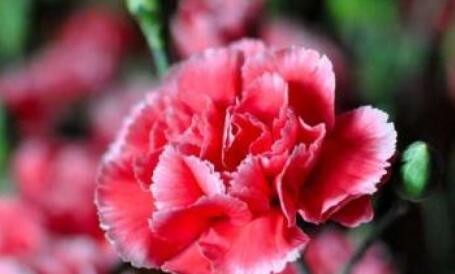 感恩节送什么花？表示感恩的花有哪些花语？