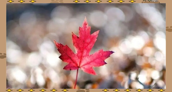 实现梦想:心态、坚韧与专注的指南