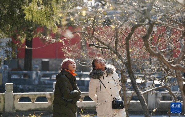 北京卧佛寺:古刹寻梅