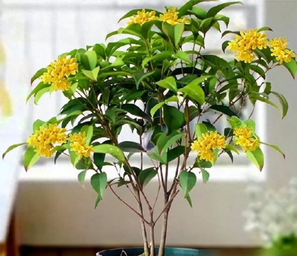 6种“镇宅花”，兔年养一盆，摆在客厅里，寓意着吉利，好运来