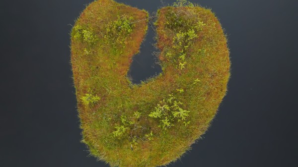 World Wetland's Day 2026