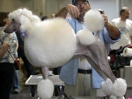 关于选秀赛（Dog Show）的基础知识