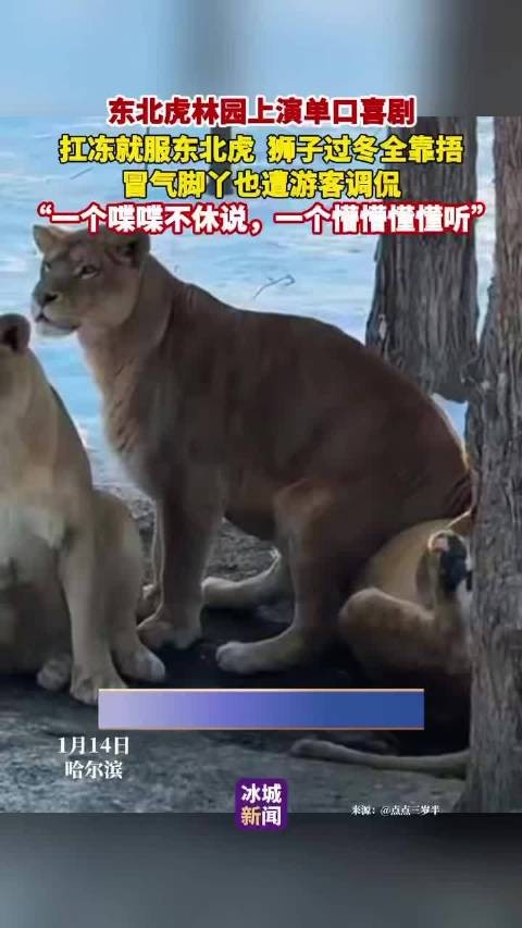 东北虎林园单口喜剧引热议，东北虎抗冻狮子捂脚成趣闻