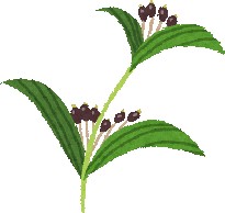 gyakuryuseisyokudouen-seki-kanpouyaku