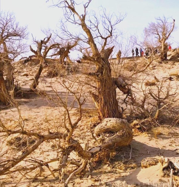 带孩子旅游的新发现：体验与游乐场的乐趣