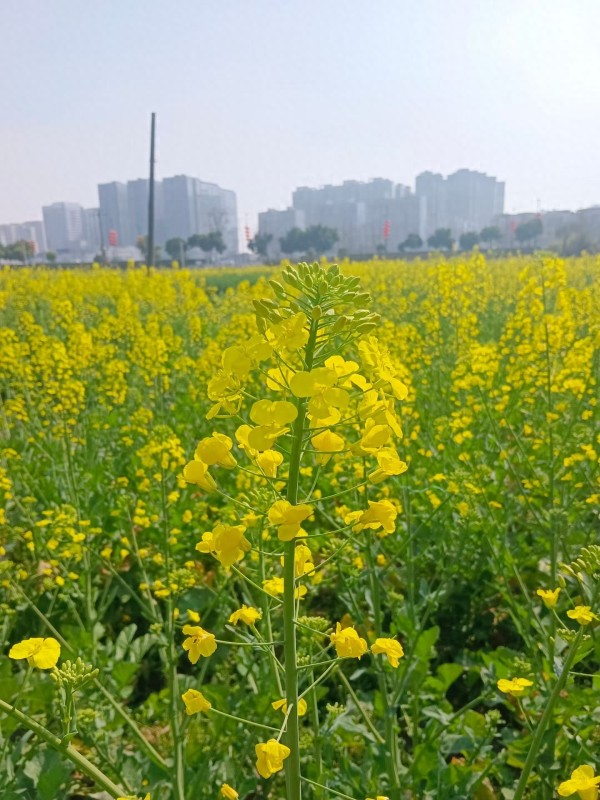 坚持梦想,花海蓝天等你绽放