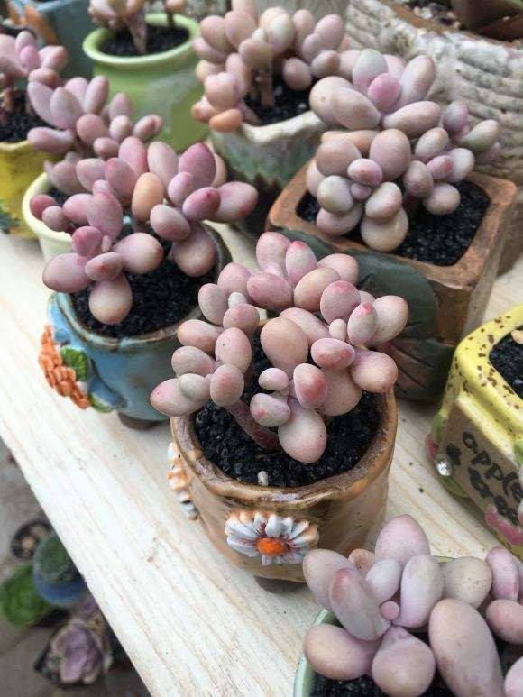 上海有哪9家多肉大棚