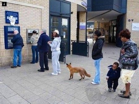 英国趣闻：狐狸排队取钱照片网络疯传(双语)