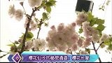樱花仙子的秘密通道：樱花长廊