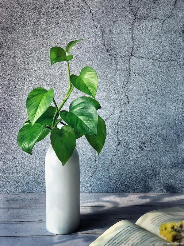 绿萝养护攻略（完整版）