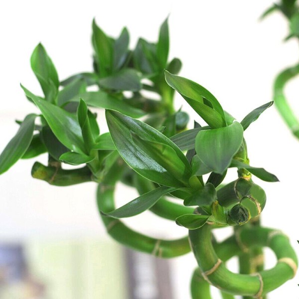 新手常遇植物养不活难题？这份从新手到园艺高手的植物养护指南来帮你，按此方法养护，绿植3个月内生机盎然！