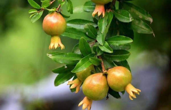 盆栽石榴不会养？别担心，做好这4点，枝繁叶茂结的果还特多