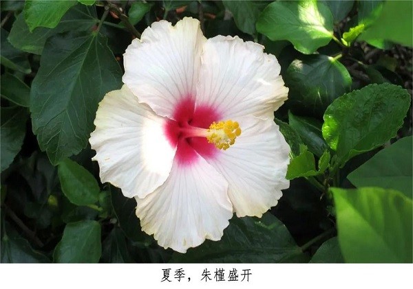 园艺常识——炎炎夏日，该怎样呵护你的植物？