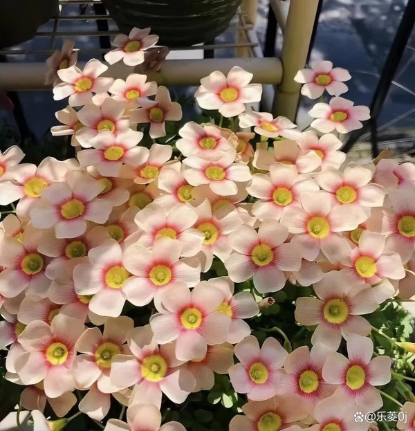 给花换盆“三部曲”，根系肥壮，长势旺盛，花开量增加2、3倍！