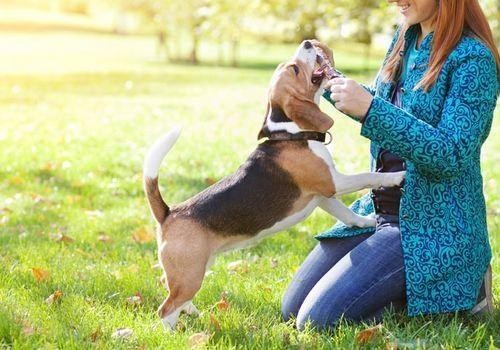 6个养狗妙招，解决养狗难题，请收下，别客气！