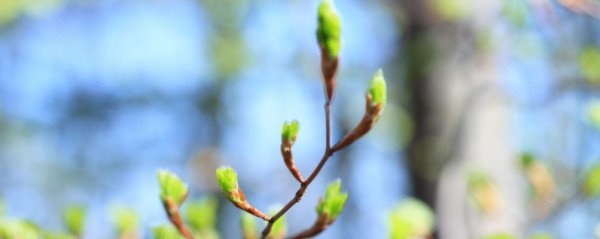 惊蛰是什么意思？探寻这一节气背后的养生奥秘