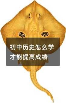 初中历史怎么学才能提高成绩