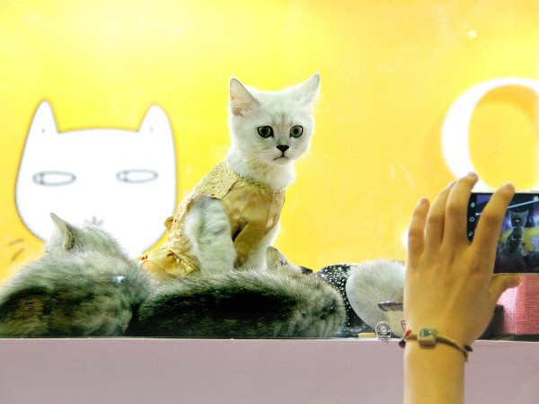 猫猫被困48小时生存指南：从“干饭精神”看宠物应急管理