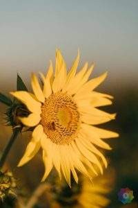 JYQ Assist 小帮手