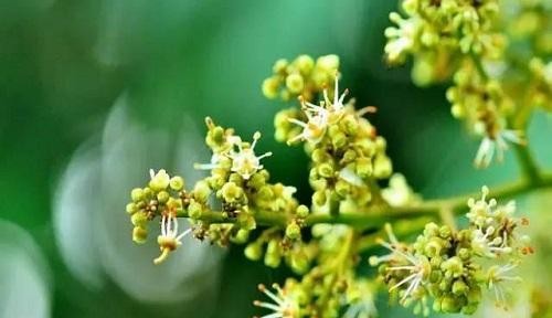 以百合花的花语为主题的文章（传递宽容与谅解的美丽信使——百合花）