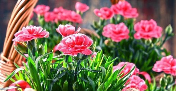 以百合花的花语为主题的文章（传递宽容与谅解的美丽信使——百合花）