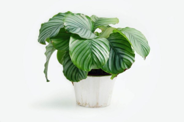 AdobeStock_321643143_Calathea-Orbifolia-Prayer-Plant_PohKim_tiny_750