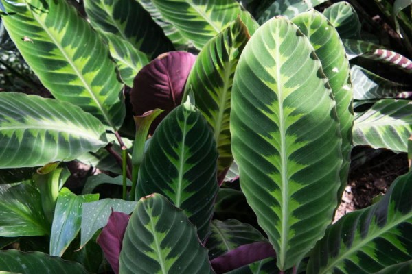 shutterstock_1168926415_Zebra-Plant-close-up-Calathea-zabrina-Arrowroot-Family_tiny_750