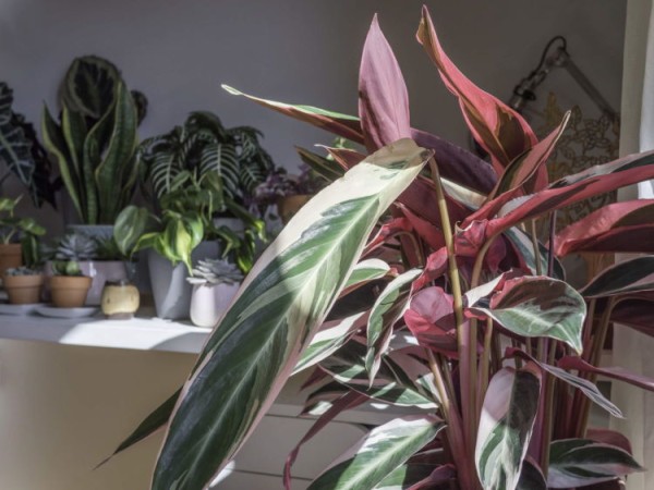 AdobeStock_341799950_A-collection-of-indoor-house-plants_doleesi_tiny_750