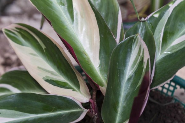 AdobeStock_311303017_Calathea-sanguinea-multicolor-or-tricolor_reksitawardani_tiny_750