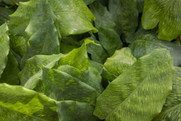 AdobeStock_336668454_Calateha-Network_PRILL-Mediendesign_tiny_750